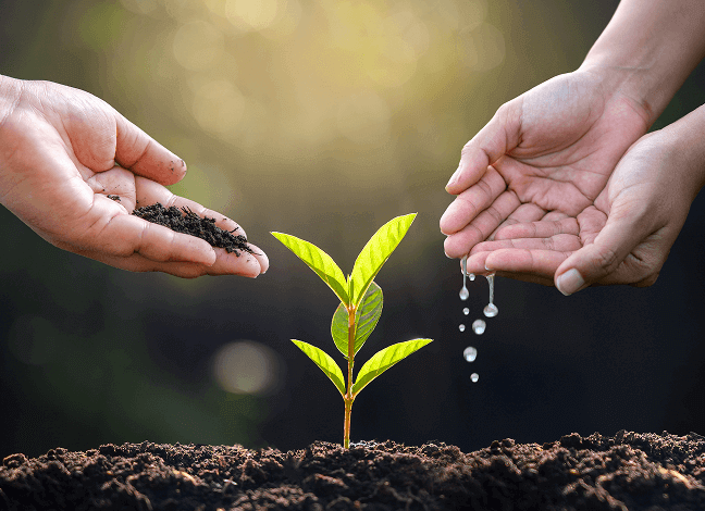 worm casting fertilizer